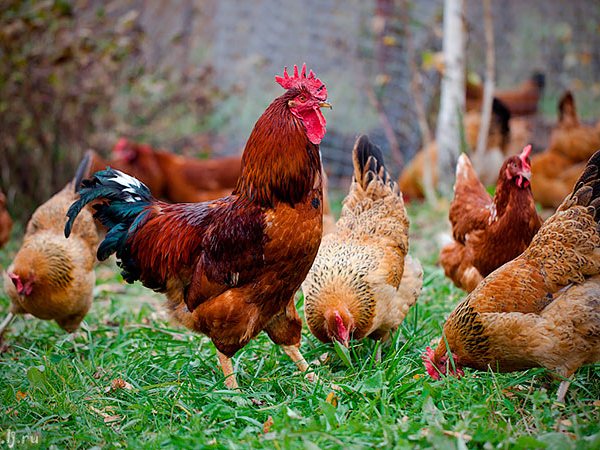 Породы куриц | ЗооТом - продажа, вязка и услуги для животных в Нахабино