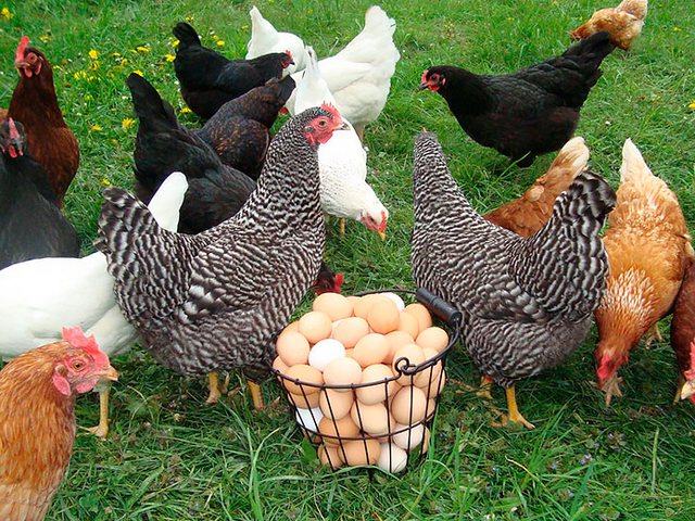 Содержание кур и уход за ними | ЗооТом - продажа, вязка и услуги для животных в Нахабино