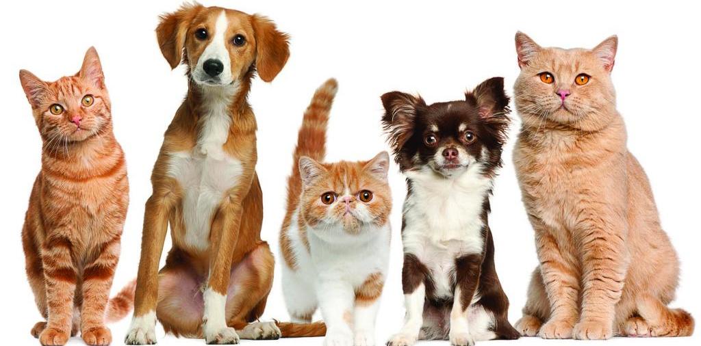 Доска объявлений о животных | ЗооТом - продажа, вязка и услуги для животных в Нахабино