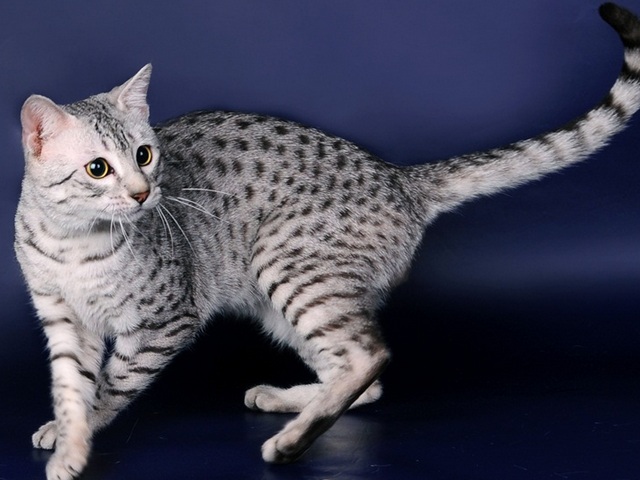 Породы кошек в Нахабино | ЗооТом портал о животных