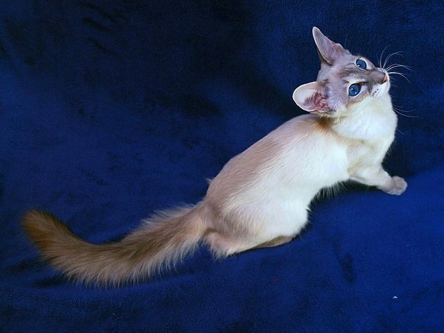 Выведенные породы кошек в Нахабино | ЗооТом портал о животных