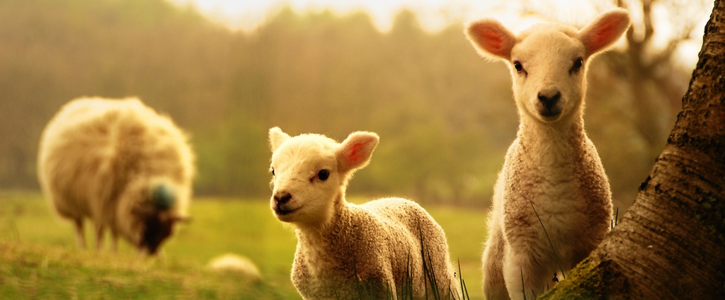 Объявления о сельскохозяйственных животных | ЗооТом - продажа, вязка и услуги для животных в Нахабино