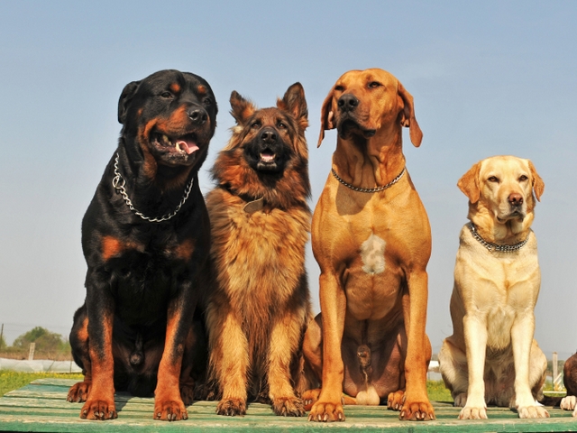 Крупные породы собак в Нахабино | ЗооТом портал о животных